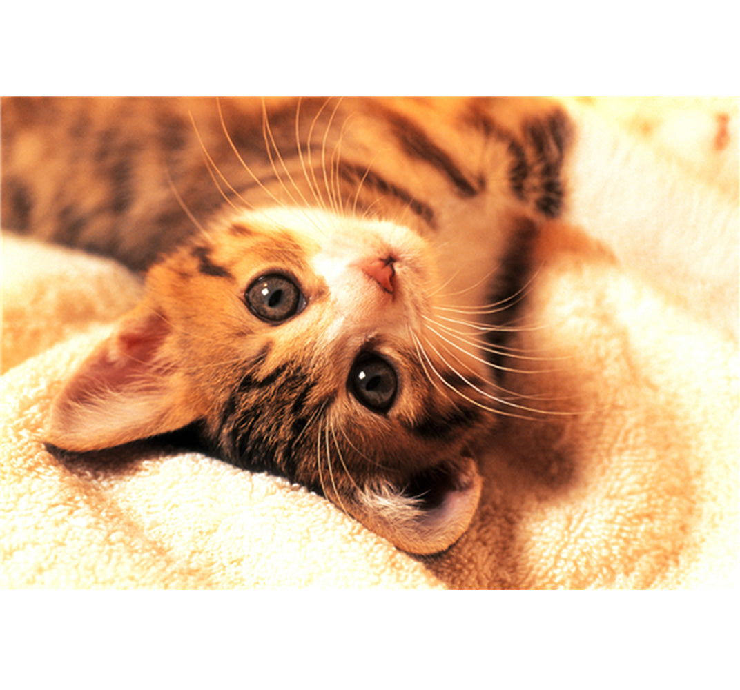 Cat Laying on Bed is Wooden 1000 Piece Jigsaw Puzzle Toy For Adults and Kids