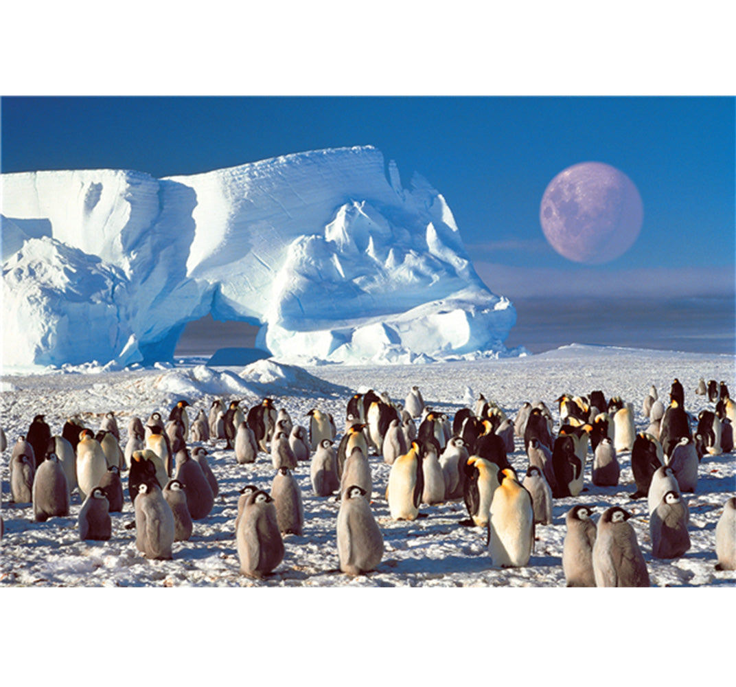 Penguins is Wooden 1000 Piece Jigsaw Puzzle Toy For Adults and Kids