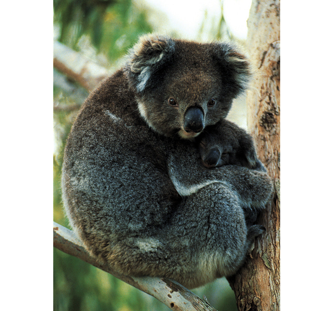 Koala Bear Wooden 1000 Piece Jigsaw Puzzle Toy For Adults and Kids