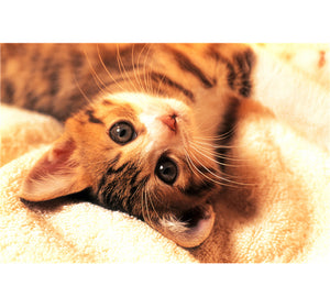 Cat Laying on Bed is Wooden 1000 Piece Jigsaw Puzzle Toy For Adults and Kids