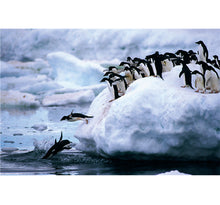 Penguin's First Dive is Wooden 1000 Piece Jigsaw Puzzle Toy For Adults and Kids