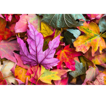 Autumn Leafs Wooden 1000 Piece Jigsaw Puzzle Toy For Adults and Kids