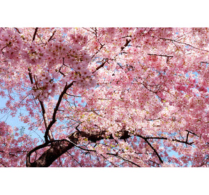 Pink Blossoms Wooden 1000 Piece Jigsaw Puzzle Toy For Adults and Kids