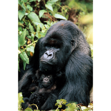 Dad Gorilla With His Baby Wooden 1000 Piece Jigsaw Puzzle Toy For Adults and Kids