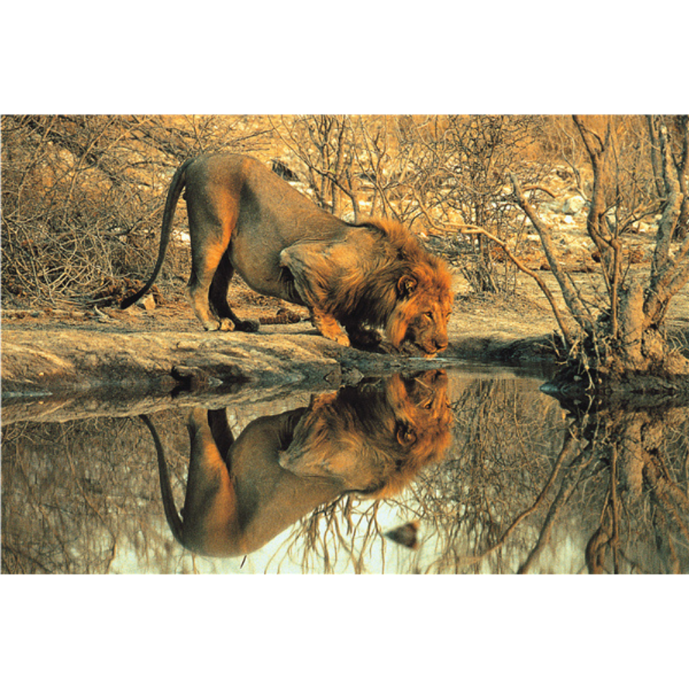 Lion On The River Bank Wooden 1000 Piece Jigsaw Puzzle Toy For Adults and Kids